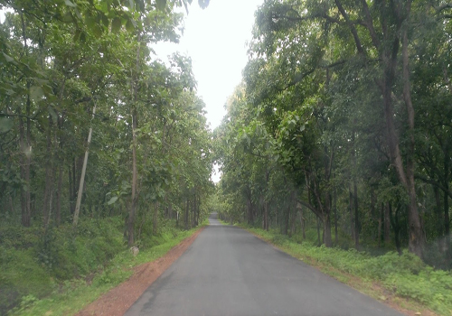 dandeli